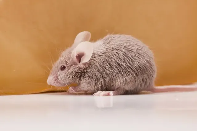 Как избавиться от крыс максимально эффективно?