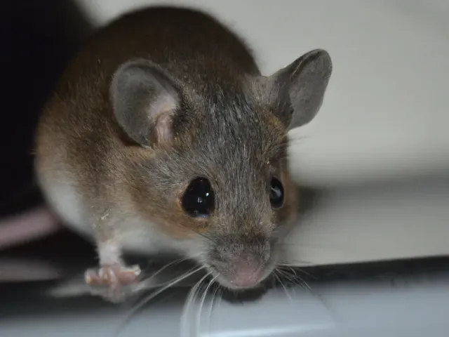 Как избавиться от мышей в квартире?